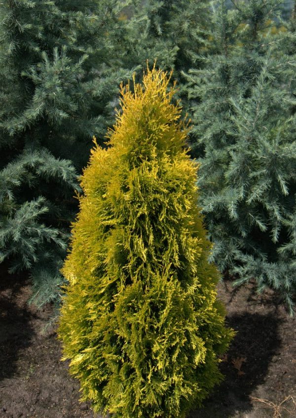 Туя западная 'Янтарь'