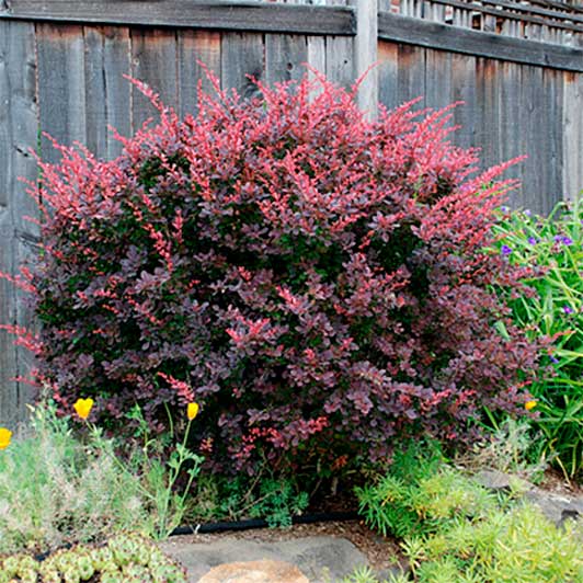 Барбарис обыкновенный пурпурный