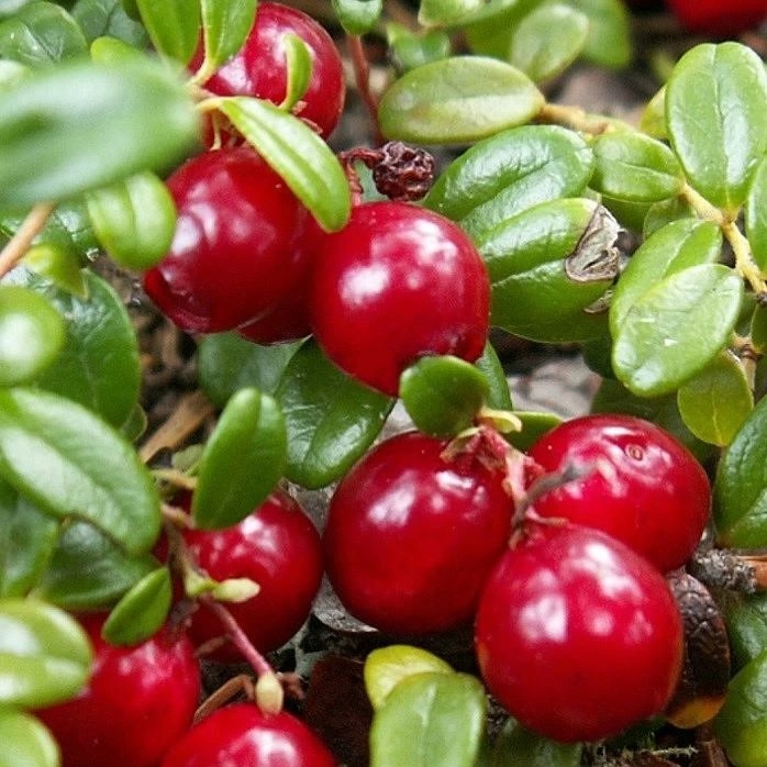 Клюква крупноплодная 'Ховес'