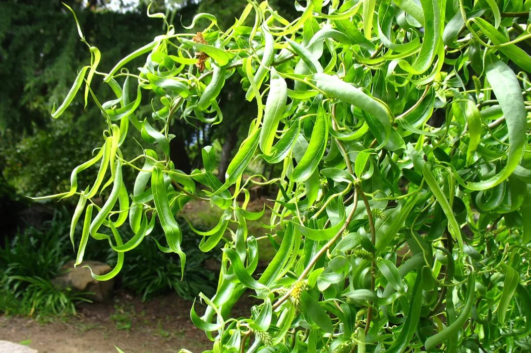 Ива вавилонская 'Тортуоза'