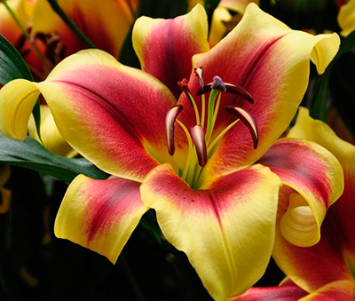Лилия 'Флавия' (жёлто-красная)