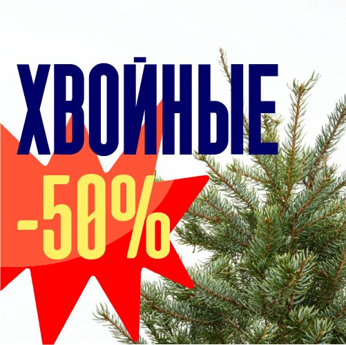 ВСЕ ХВОЙНЫЕ -50% ЛИСТВЕННИЦЫ -30%