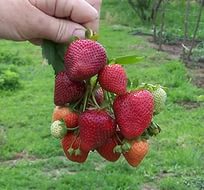 Земляника (клубника) 'Элан'