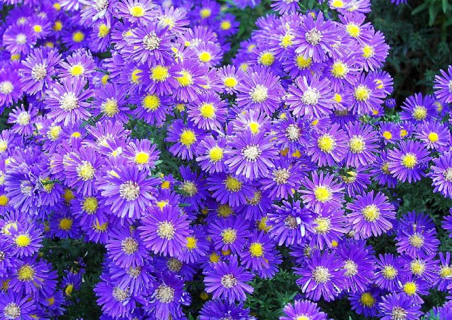 Астра кустарниковая 'Блу Лагун'
