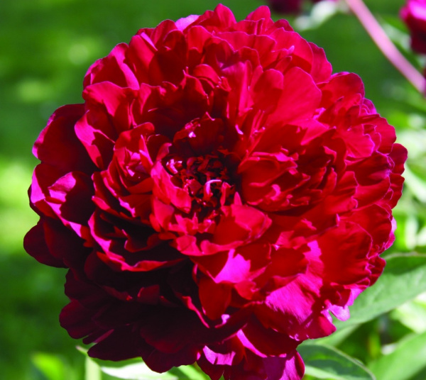 Пион молочноцветковый 'Филипп Ривуар' (малиновый)