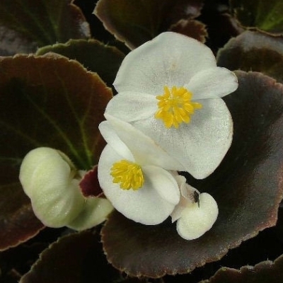 Бегония изящная 'Найтлайф Уайт'(белый)