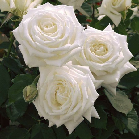 Роза 'Метрополитен' (чайно-гибридная)(белая)