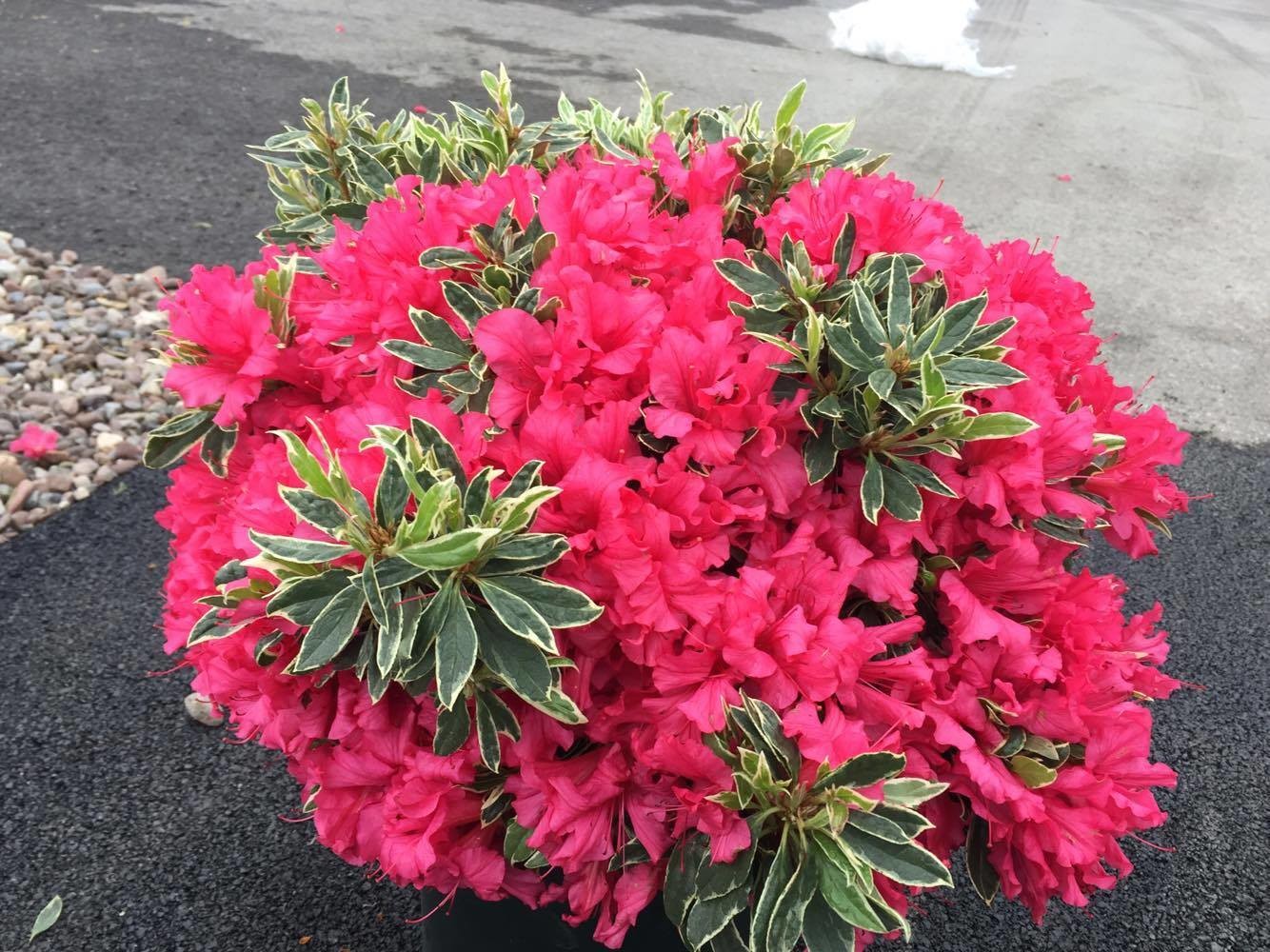 Рододендрон тупой (азалия) 'Сильвер Сворд' (малиновый)