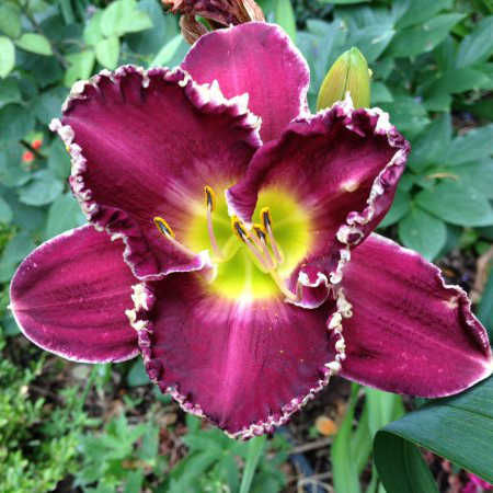 Лилейник гибридный 'Беттилен'