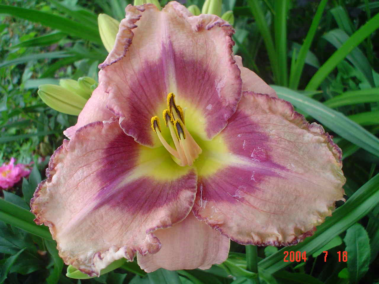 Лилейник гибридный 'Роял Брейд'