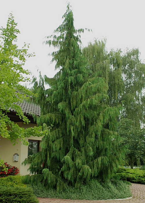 Кипарисовик нутканский 'Пендула'