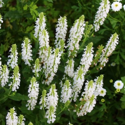 Сальвия дубравная (Шалфей) 'Салют Вайт'																								