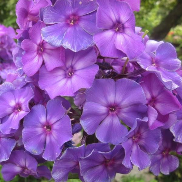 Флокс метельчатый 'Андре'