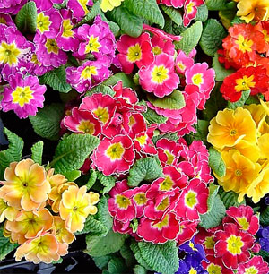 Примула обыковенная 'Пионер' (смесь)