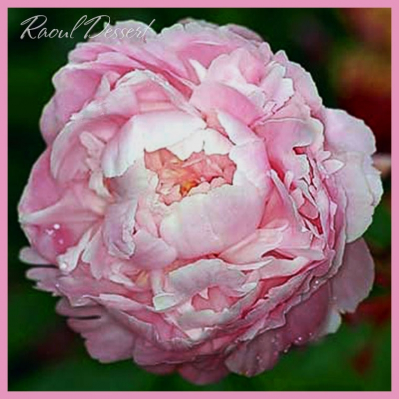 Пион молочноцветковый 'Рауль Десерт' (розовый)