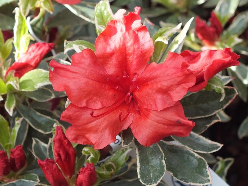 Рододендрон тупой (азалия) 'Хот Шот Вариегата' (красный)