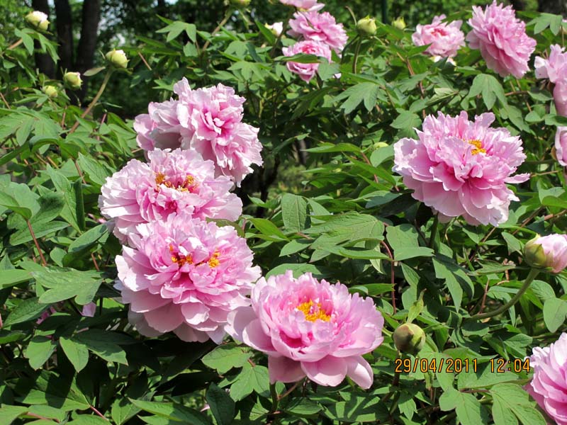 Пион древовидный (розовый)