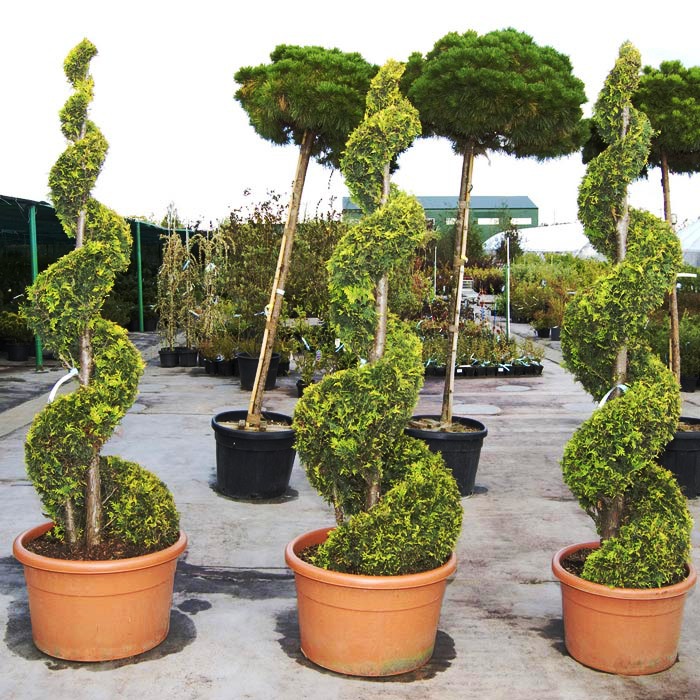 Туя западная 'Еллоу Риббон' спираль