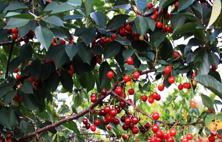 Вишня обыкновенная 'Апухтинская'