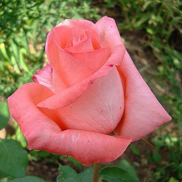 Роза 'Нобилис' (чайно- гибридная) (розовая)