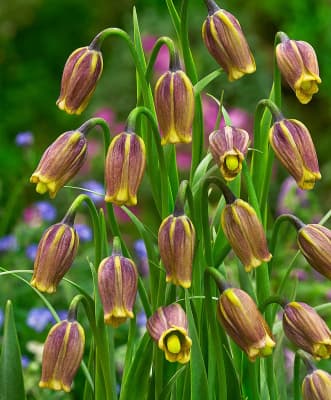 Многолетник Рябчик 