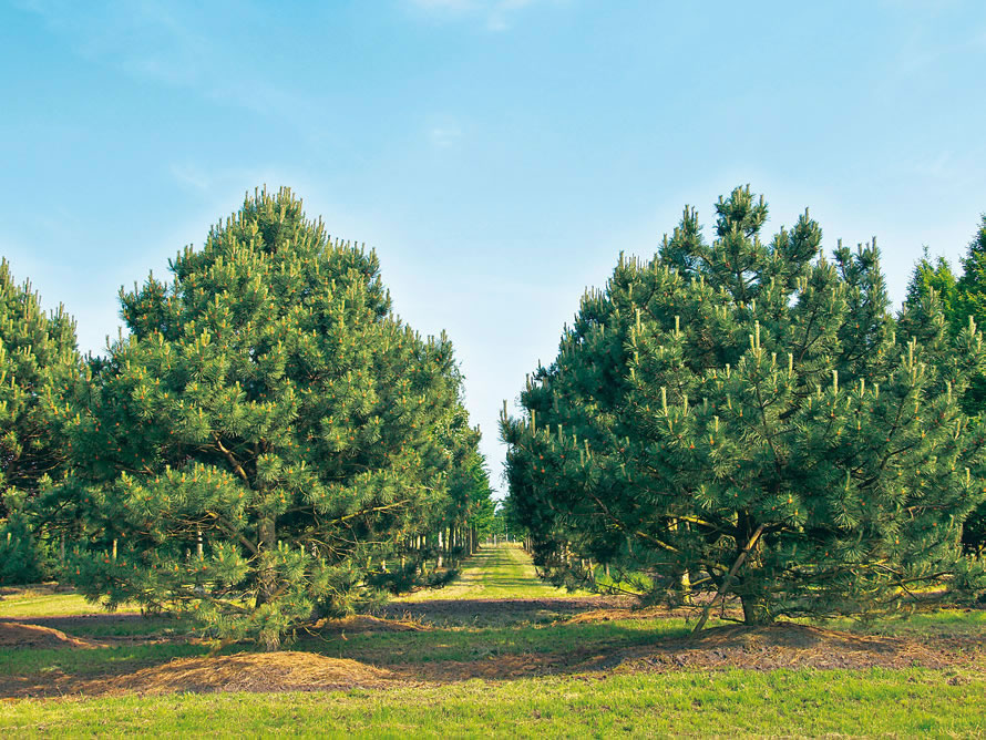 Сосна черная (австрийская)