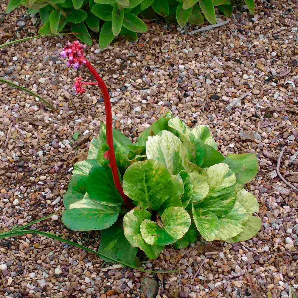 Бадан гибридны 'Галина Серова'