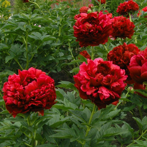 Пион молочноцветковый 'Кэрол' (винно - красный)