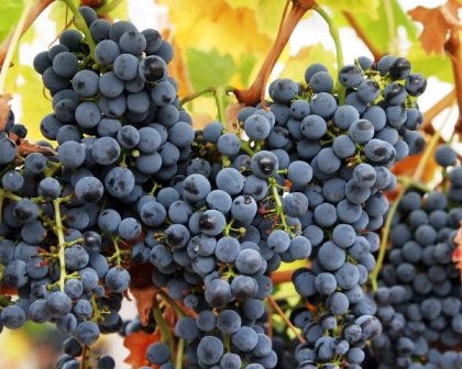 Виноград 'Космос'