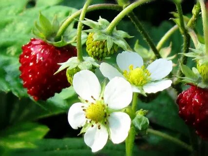 Семена Земляника