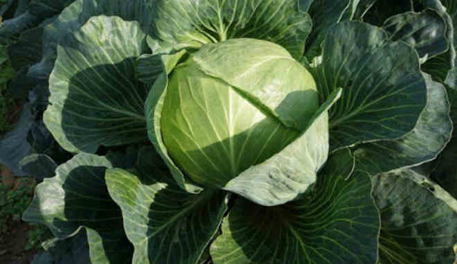 Капуста белокочанная 'Восточный экспресс'