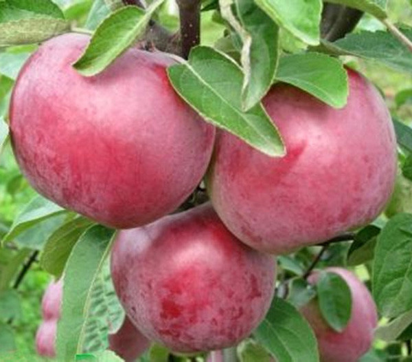 Яблоня домашняя 'Память Коваленко'