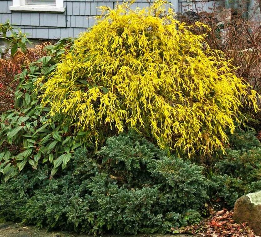 Кипарисовик горохоплодный 'Филифера Аурея'