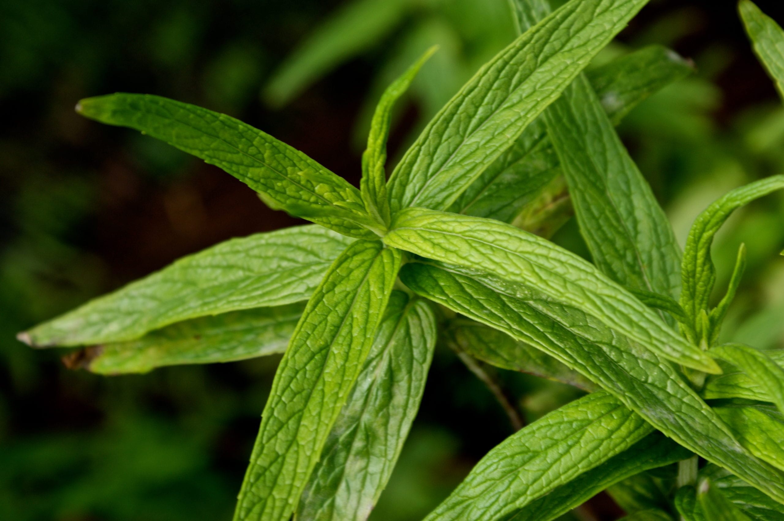 Мята длиннолистная