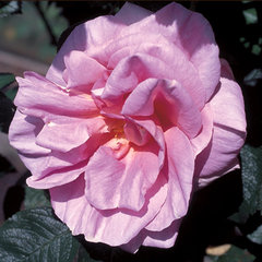 Роза 'Делиция' (шиповник) (розовый)