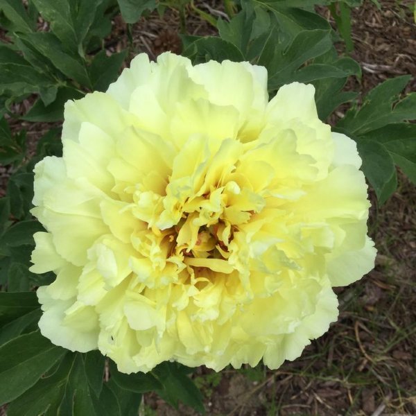 Пион Ито-гибрид 'Санома Хало' (желтый) 