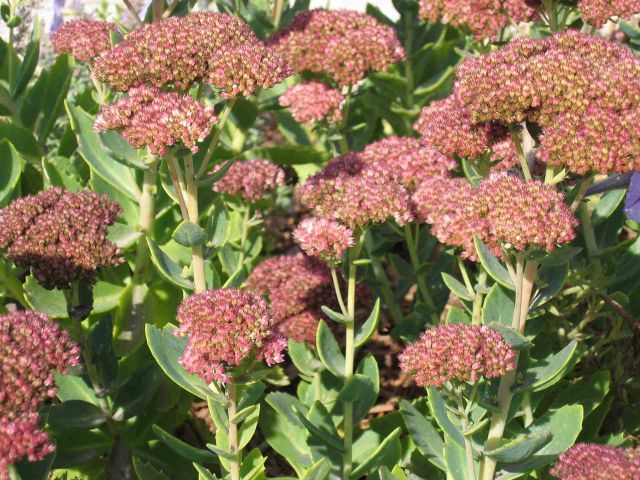 Седум видный (Очиток)  'Отем Джой'