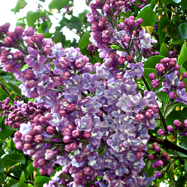 Сирень обыкновенная 'Профессор Хозер' (фиолетово - лиловая)