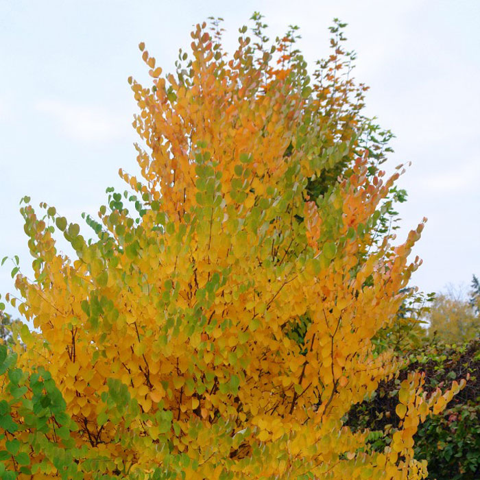 Багряник японский