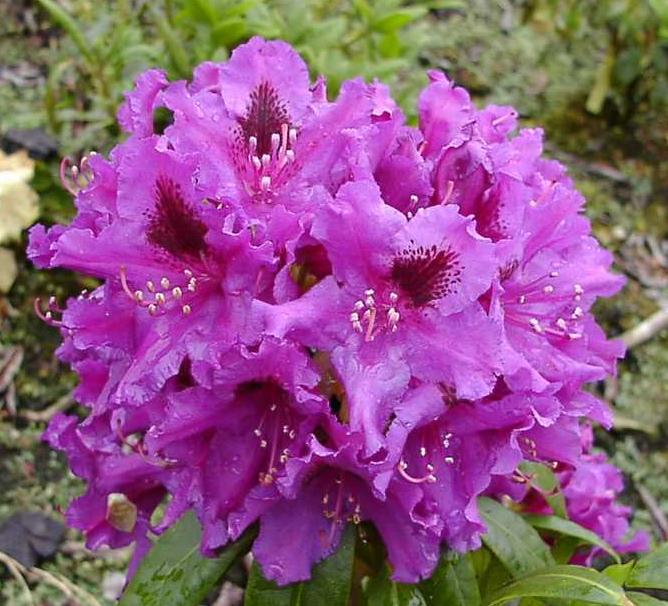 Рододендрон гибридный 'Азурро' (лиловый)