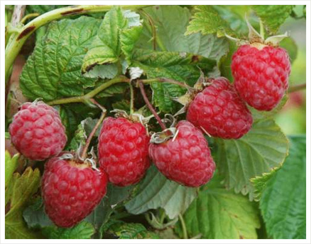 Малина 'Киржач'