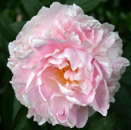 Пион молочноцветковый 'Леди Александра Дафф' (светло розовый)