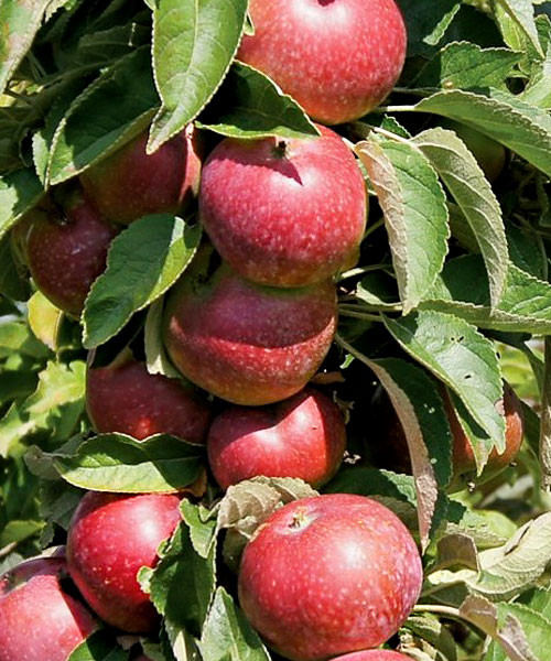 Яблоня колоновидная 'Орловская Есения'