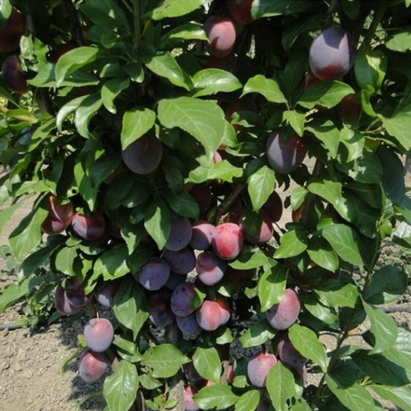 Слива колоновидная 'Патриот'