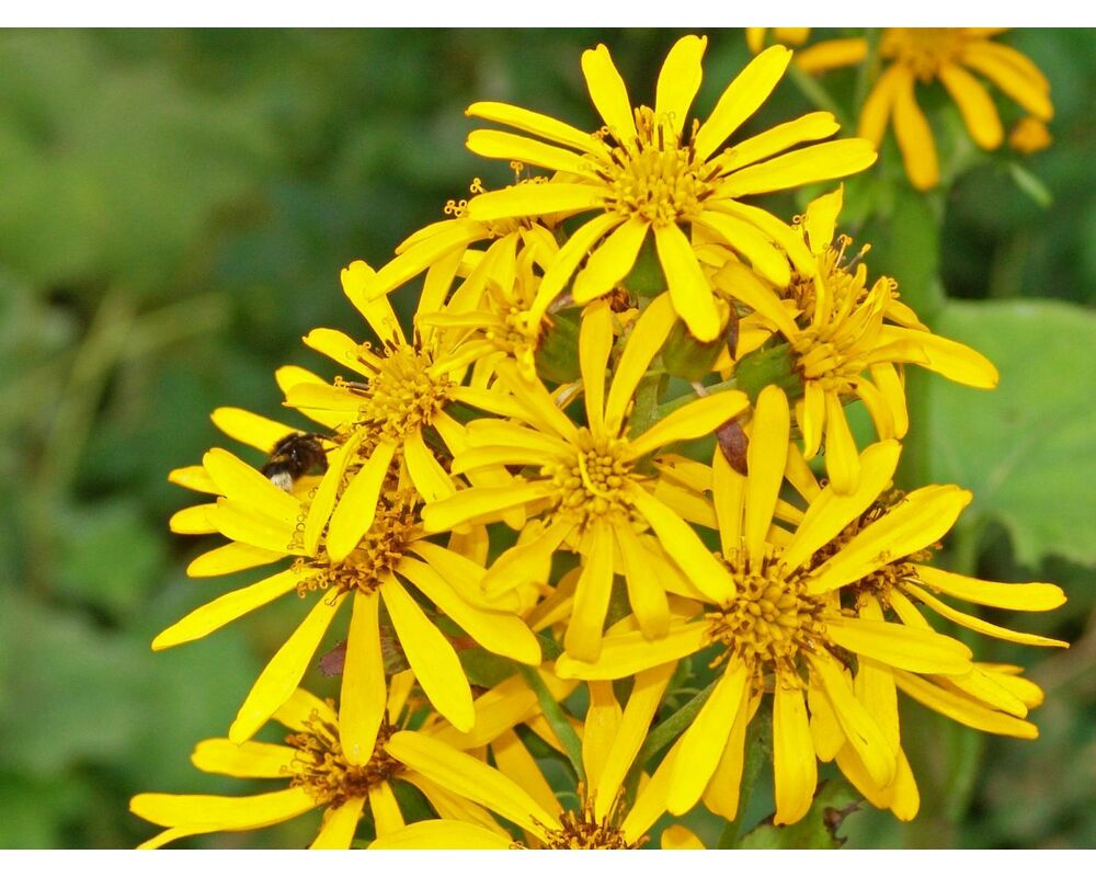 Бузульник обыкновенный (Хессей) 'Грегиног Голд'