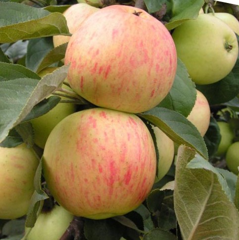 Яблоня домашняя 'Юбиляр'