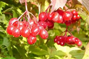 Калина обыкновенная 'Белорусская'