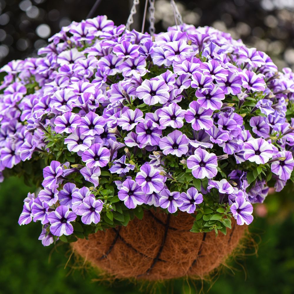 Петуния ампельная 'Светуния Старфиш' (кашпо)