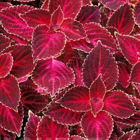 Колеус Блюма 'Визард Вельвет Ред' (красный)