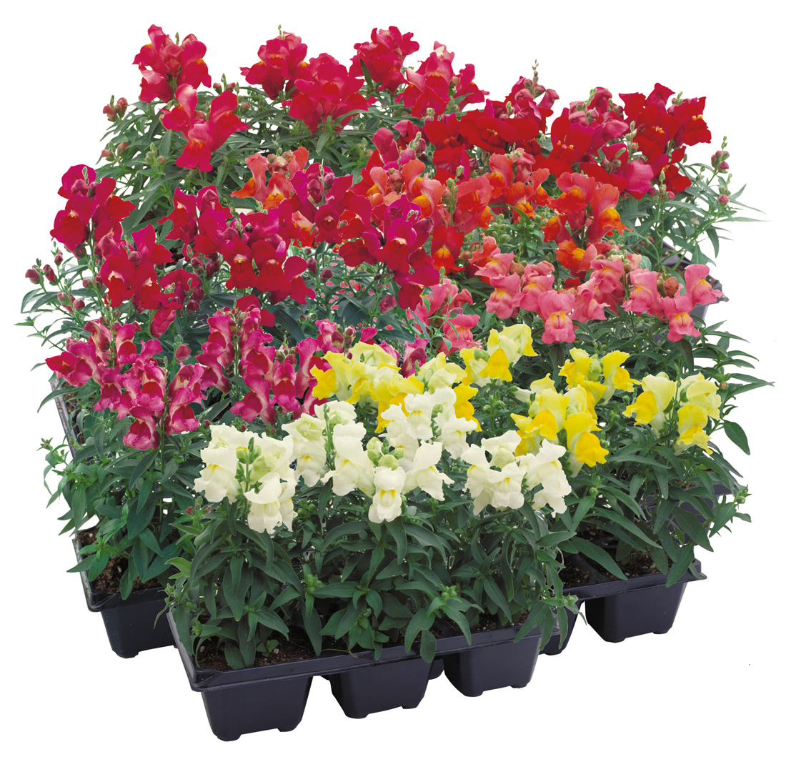 Антирринум (Львиный зев) 'Флорал Шауэрс' (микс)